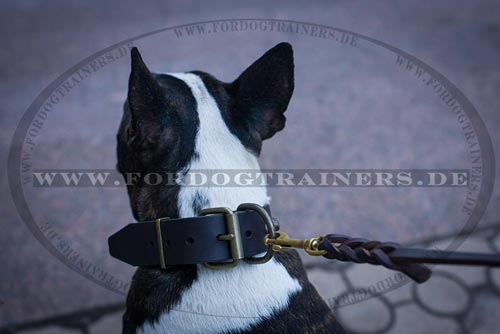 Hundehalsband aus Leder für Bullterrier kaufen