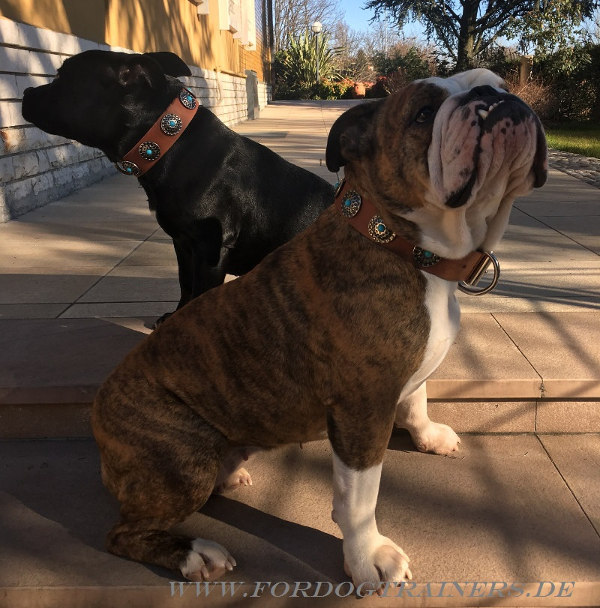 Breites Englische Bulldogge Lederhalsband