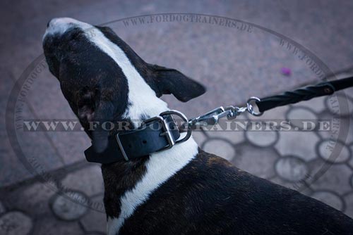 Leder Hundehalsband für Bullterrier