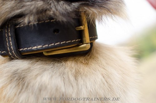 Tervueren Hundehalsband bequem