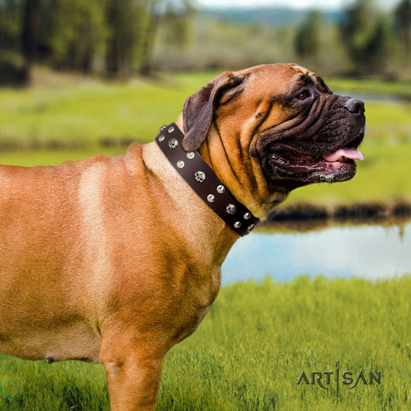 Günstiges Lederhalsband für Bullmastiff