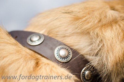 Breites Halsband Leder für Tervueren