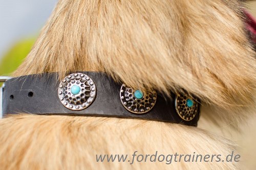 Wide leather dog collar for Tervuren