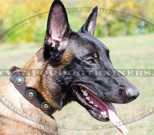 Malinois im Lederhalsband robust