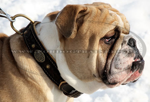 Nappapolsterung Lederhalsband für große Hunde