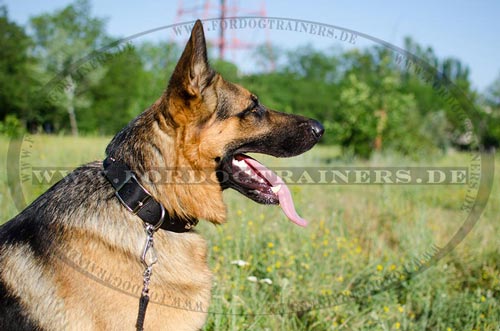 Multizweck Halsband für Schäferhund