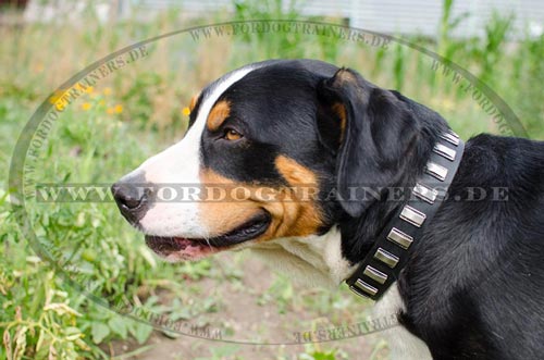 Schweizer Sennenhund im Lederhalsband