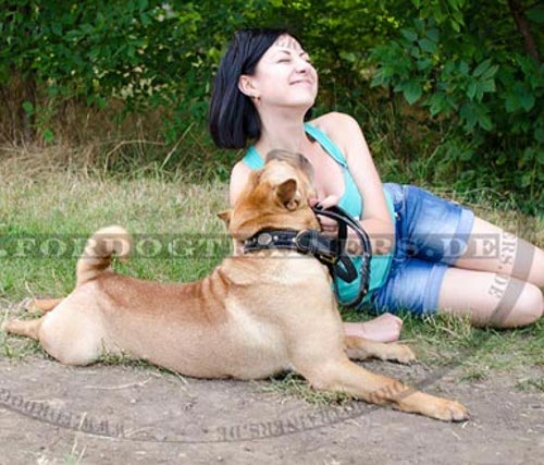 Halsband für Shar Pei breit