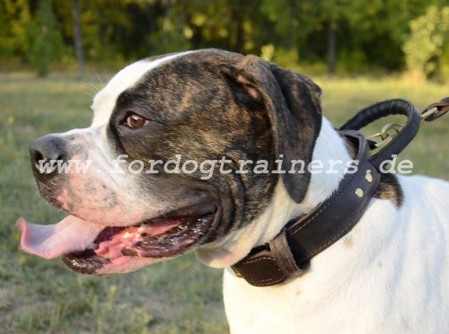 Amerikanische Bulldogge Training Halsband aus Leder