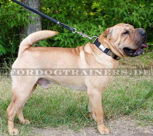 Halsband für Shar Pei bequem