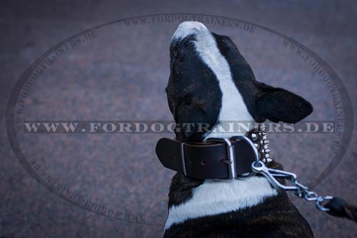 Bullterrier Hundehalsband aus Leder kaufen