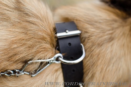 Leder Halsband für Tervueren genietet