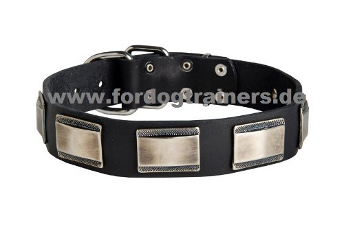 Black collar for Shar Pei