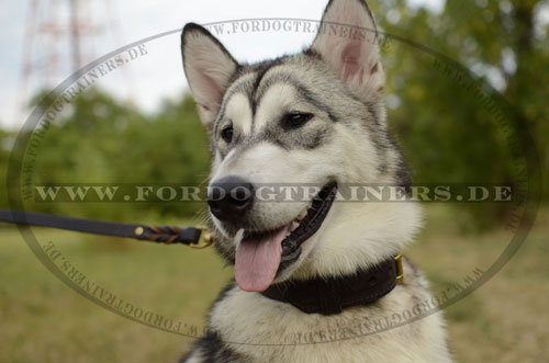 Hundehalsband für Alaskan Malamute kaufen