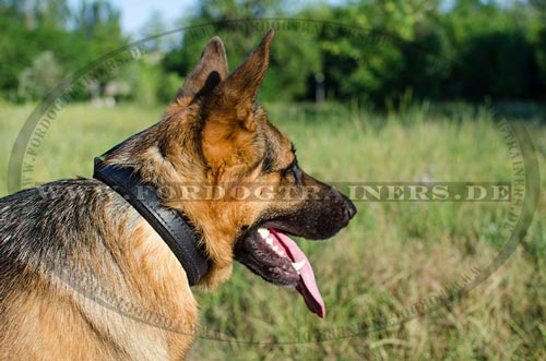 Hundehalsband mit Filzpolsterung