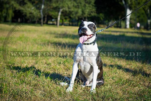 Nieten Halsband für Pitbull Terrier