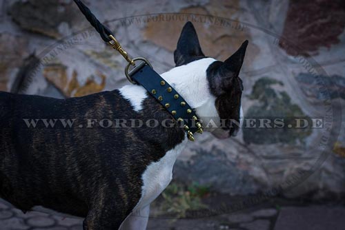 Bullterrier Hundehalsband aus Leder kaufen