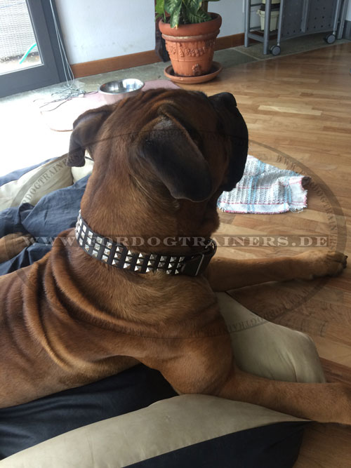 Cane Corso Lederhalsband mit Nieten