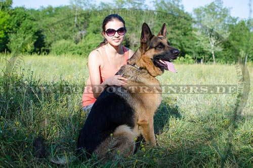Wide leather dog collar for German Shepherd
dog