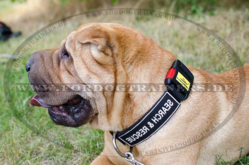 Robustes Halsband für Shar Pei