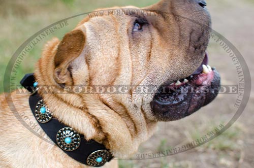 Breites Halsband für Shar Pei