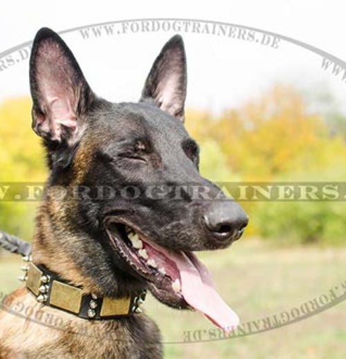 Malinois Lederhalsband mit Schildern