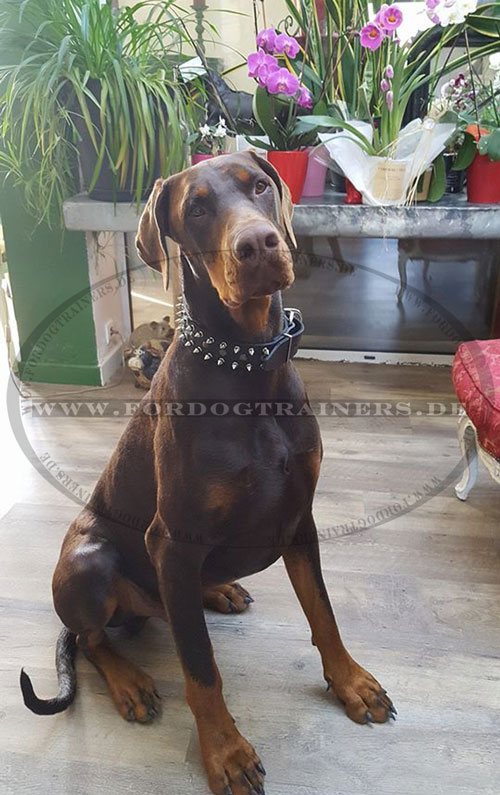 Lederhalsband für Dobermann, elegant und praktisch