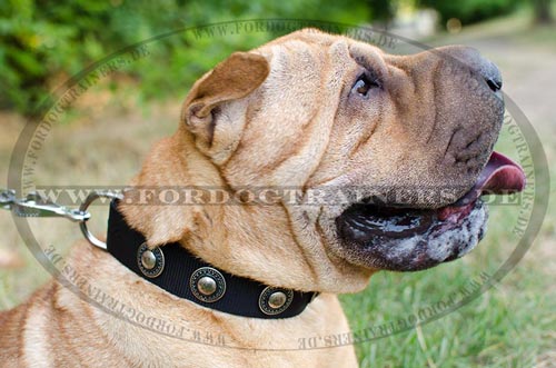 Halsband für Shar Pei mit runden Platten