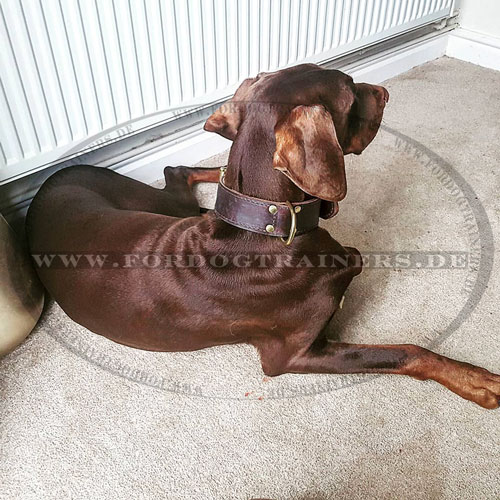 Dobermann Halsband aus Leder