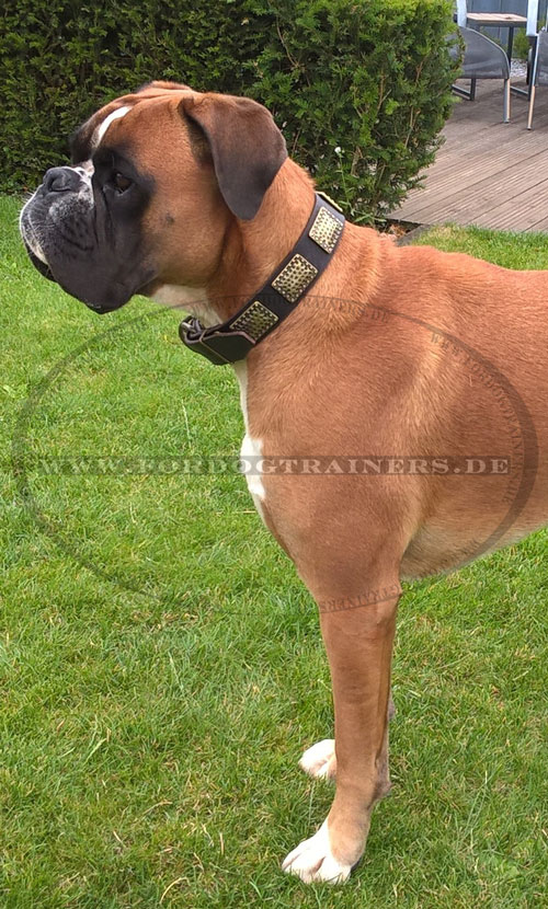 Deutscher Boxer Halsband breit