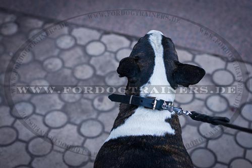 Leder Hundehalsband für Bullterrier