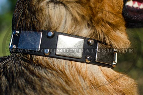 Schäferhund Hundehalsband
Leder breit mit Zier-Pyramiden & Nickel-Platten
