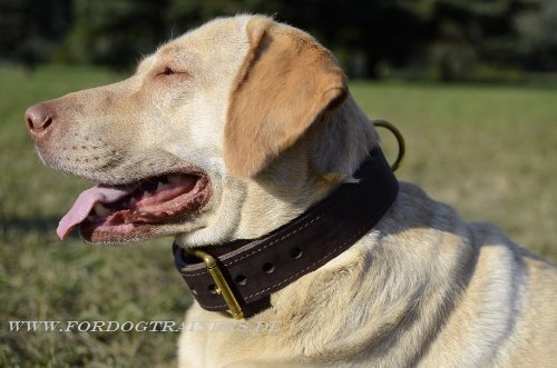 Labrador Lederhalsband kaufen