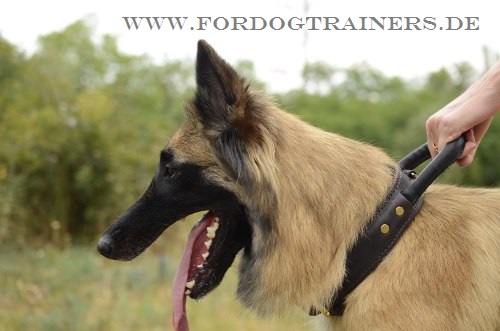 Training Hundehalsband für Tervueren