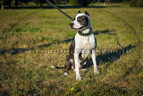 Hundehalsband aus Leder für
Pitbull Terrier kaufen