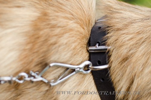 Breites Tervueren Hundehalsband