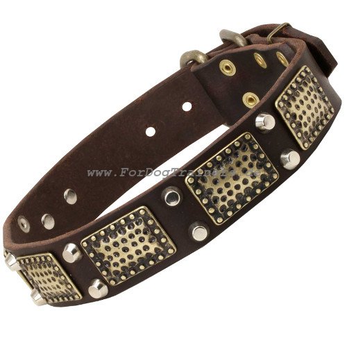 designer dog collar wide