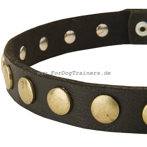 Hunde Halsband mit Nieten elegant