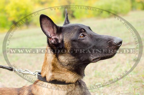 Hundehalsband für Malinois aus Leder