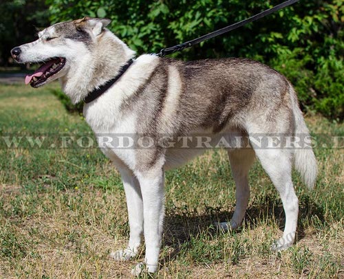 Hundehalsband für Husky aus Leder