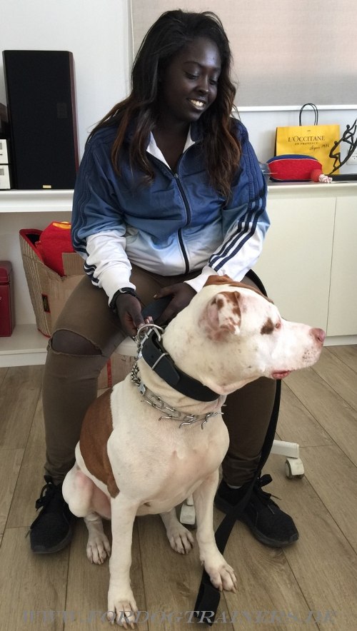Leder Hundehalsband für Pitbull