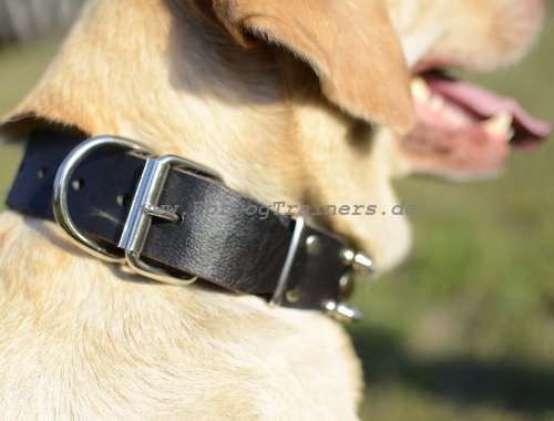 Hundehalsband Leder mit Dornen für Labrador