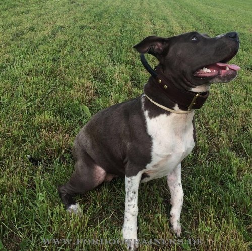 Coco Pitbull Terrier Hundehalsband aus Leder