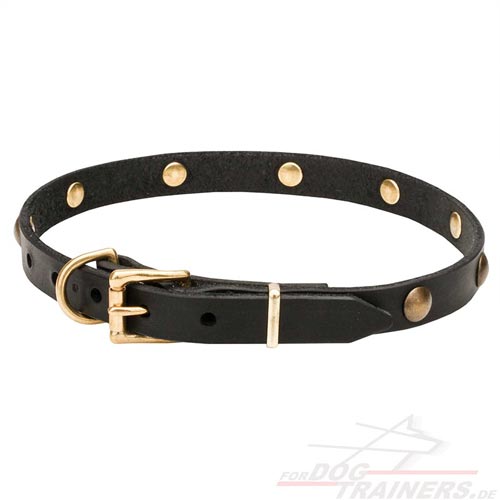Studded dog collar buy