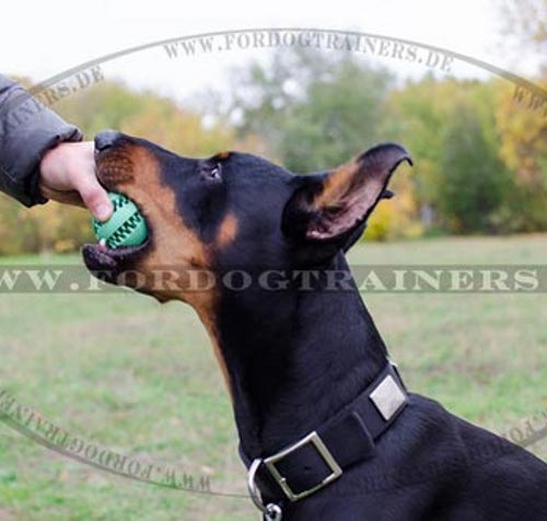 Hundehalsband für Dobermann