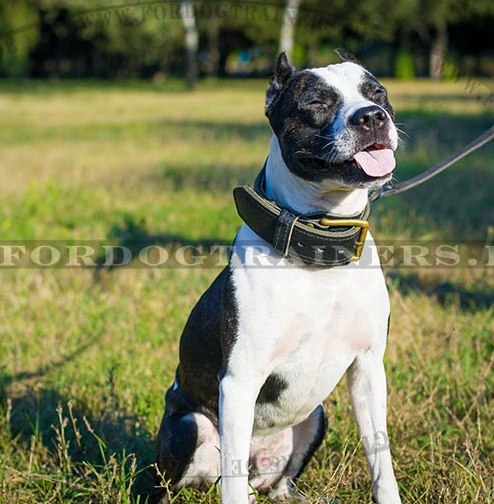 Pitbull Terrier Hundehalsband Leder mit Schutzlasche
unter Schnalle