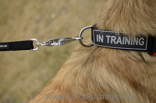 Dog
collar from nylon for Tervuren