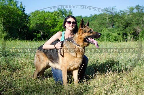 Deutscher Schäferhund
stabiles Hundehalsband