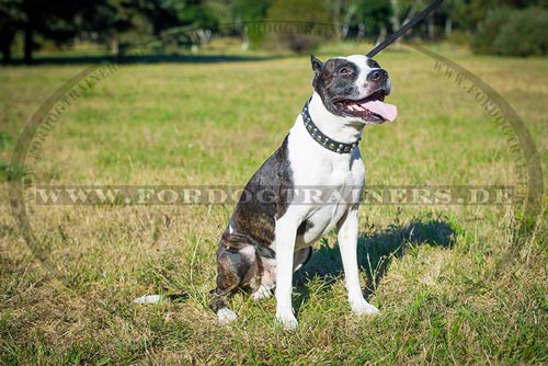 Pitbull Terrier Leder Halsband kaufen