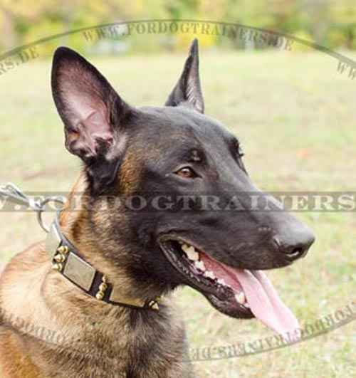 Malinois Lederhalsband mit platten